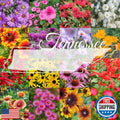 Tennessee Bulk Perennial Wildflower Seed Mix 1lb - Attract Birds & Pollinators - Covers 2,000 sq ft - Native Wildflowers