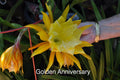 Epiphyllum Orchid Cactus Cuttings, 4 Rooted, Golden Anniversary Variety, Ideal for Indoor Plant Lovers, Epiphyllum spp.