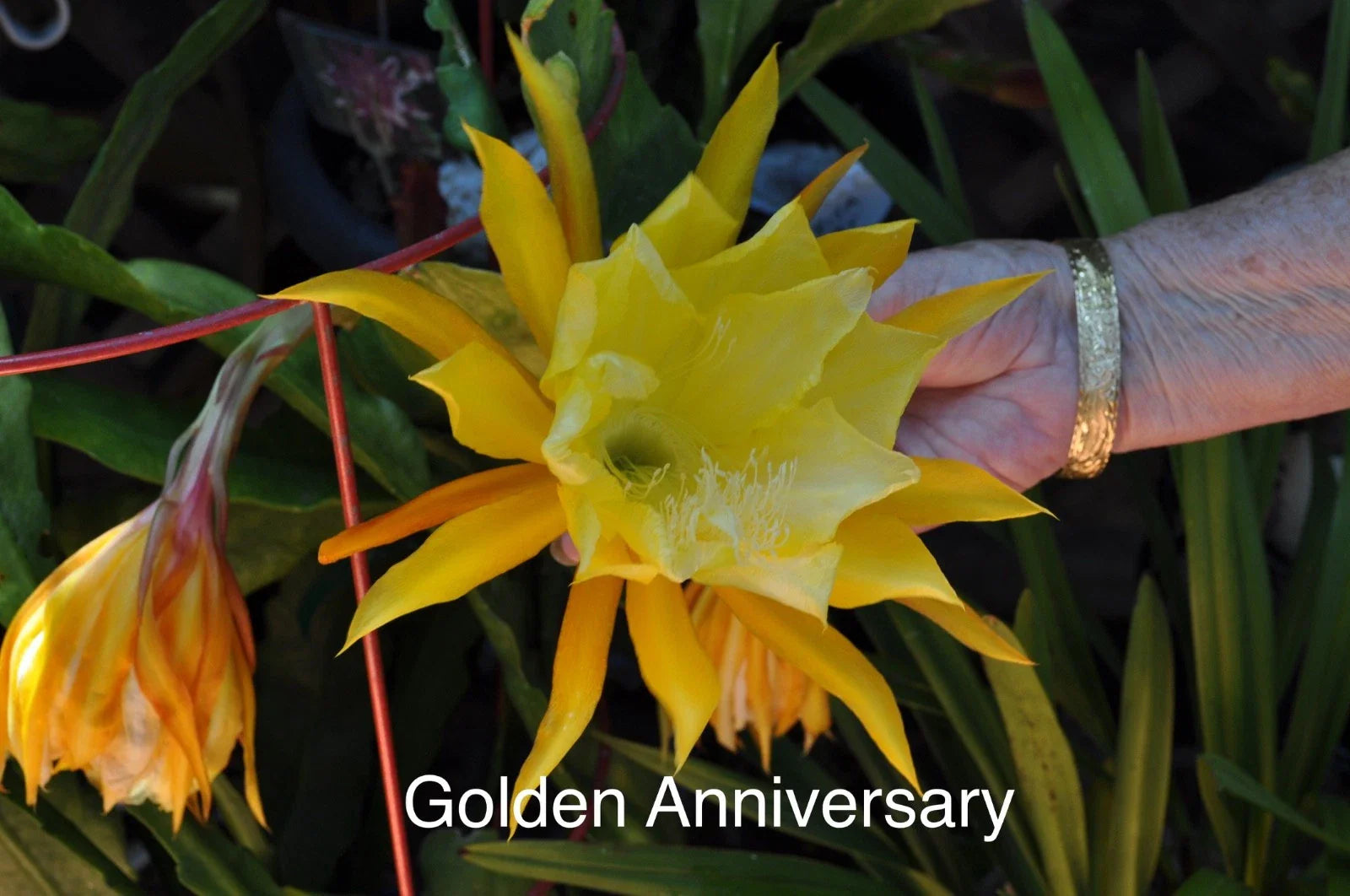 Epiphyllum Orchid Cactus Cuttings, 4 Rooted, Golden Anniversary Variety, Ideal for Indoor Plant Lovers, Epiphyllum spp.