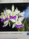Cattleya Orchid Plant 2 Stem Bare Root Hawaiian Stars - Cattleya spp.