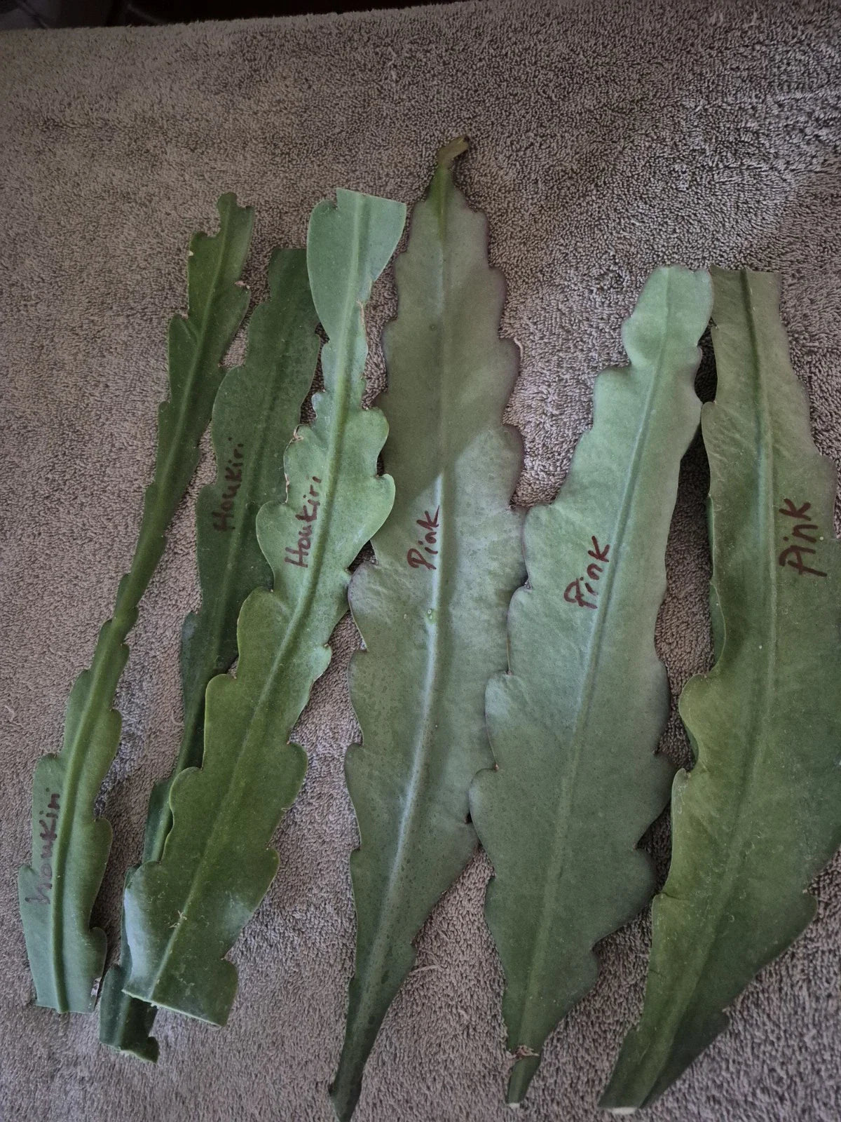 Epiphyllum Orchid Cactus Cuttings (6) Live Plant White and Pink, Crenatus Variety