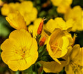 Evening Primrose Seeds, 500+ Non-GMO, Oenothera biennis, Buy 4 Get Free Shipping