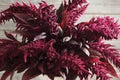 Red Spike Amaranthus Seeds - 100 Organic Seeds - Amaranthus cruentus - USA Grown, Free Shipping