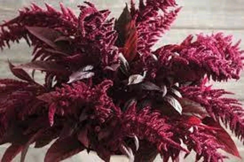 Red Spike Amaranthus Seeds - 100 Organic Seeds - Amaranthus cruentus - USA Grown, Free Shipping