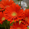 Gerbera Sweet Love Daisies Live Plant 3-5" Tall Pink Blooms Gerbera jamesonii No Pot