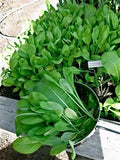 Komatsuna Japanese Green Seeds - EZ Grow, Mild & Tender Variety - Brassica rapa var. perviridis