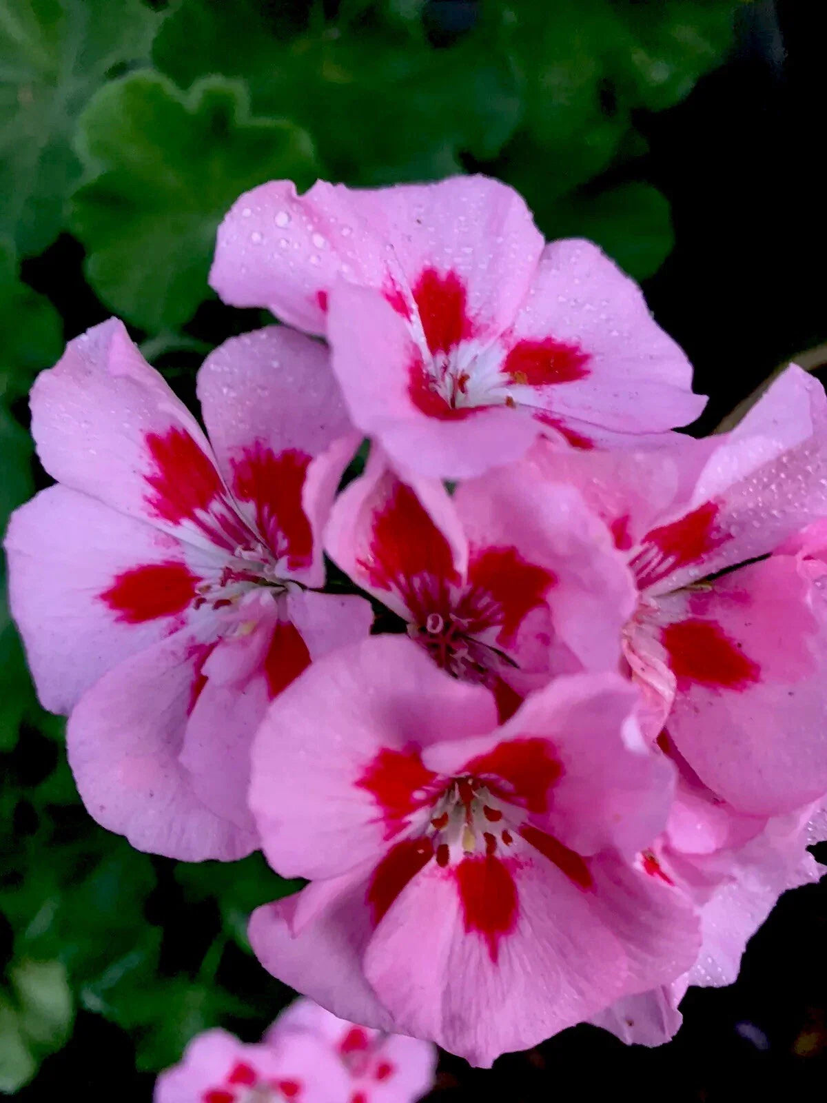 Geranium Live Plant, 8 Inches Tall, Baby Pink with Bright Red Center, Perennial (Pelargonium)