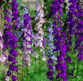 Larkspur Seeds 200+ "Rocket" Mix Purple White Annual Flower Delphinium ajacis Free Shipping