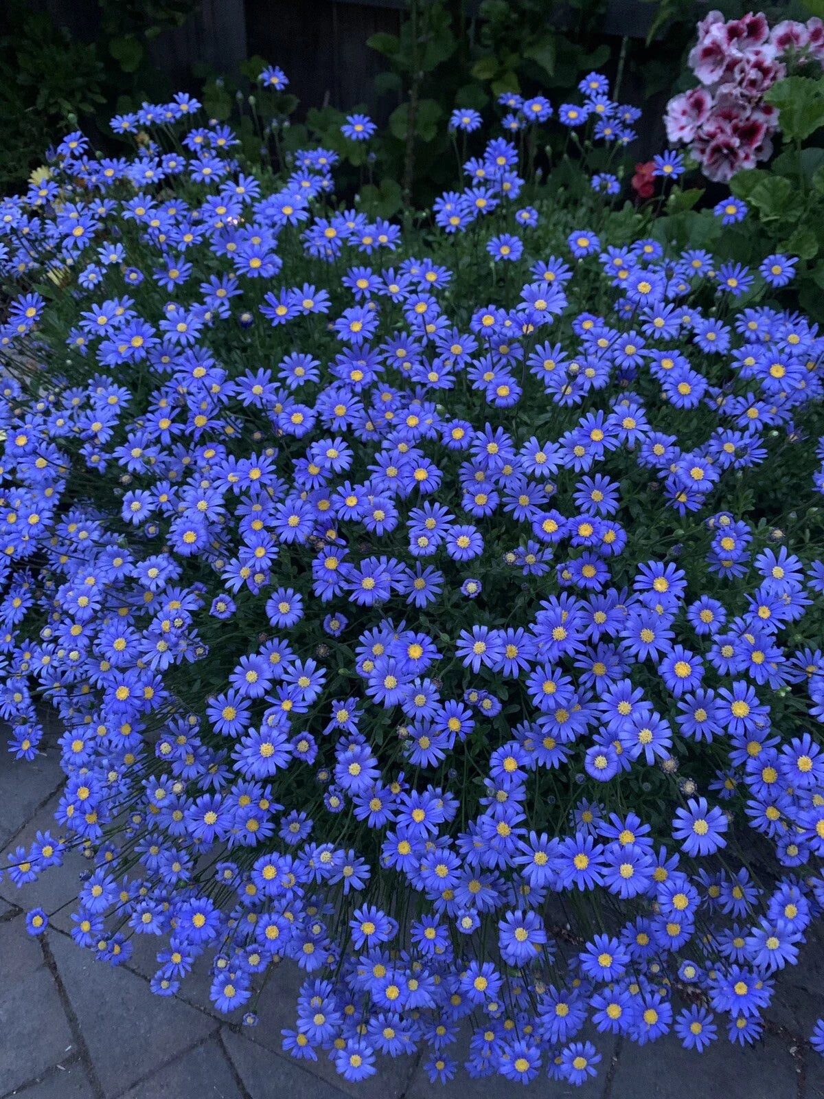 Blue Daisy Plant, 12-18 Inches Tall, Well Established Roots, Asteraceae Family, Hardy Perennial