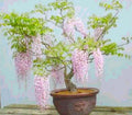 Rare Pink Wisteria Bonsai Tree Seeds, 5 Seeds - Flowering Bonsai, Wisteria floribunda