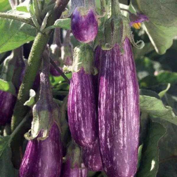 Galaxy of Stars Eggplant Seeds - Organic 40 Count - USA Grown - Non-GMO, Heirloom Variety