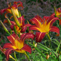 Daylily Bare Root Plants - Autumn Red - Hemerocallis