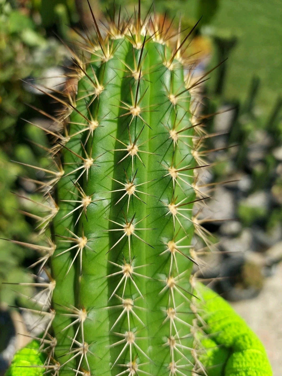 Echinopsis Thelegonus X Grandiflorus Cutting 'Theleflora' - Misplant Lineage Cactus for Succulent Collection