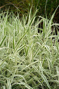 Strawberry & Cream Ribbon Grass Root Divisions - 8 Plants for Sun or Shade & Pond - Phalaris arundinacea