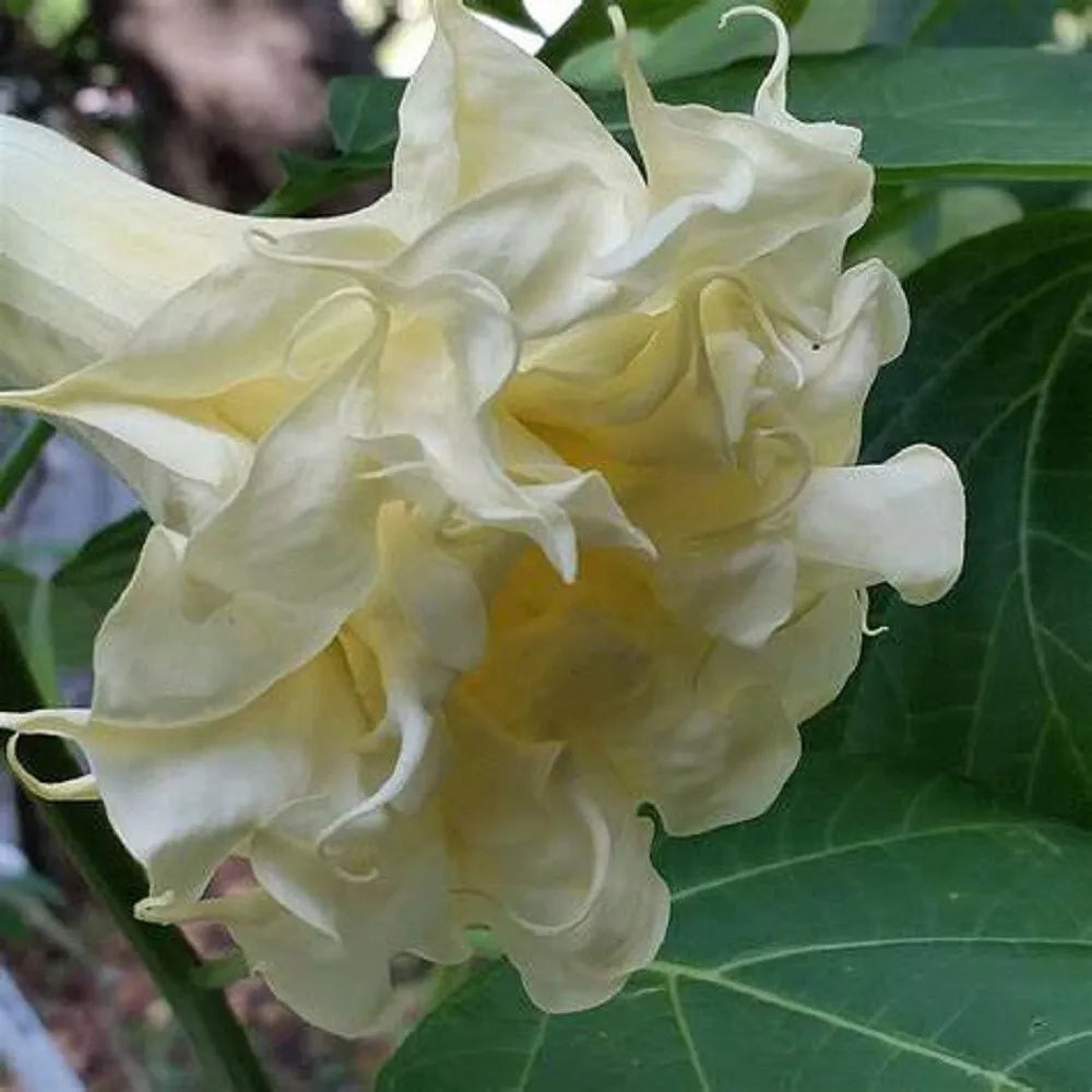 Triple Cream Angel Trumpet Seeds - Brugmansia Datura - 10 Pack - Exotic Flower Seeds for Garden Planting