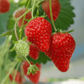 Earliglow Strawberry Roots – Bare Root Plants | Early Season June-Bearing Strawberries (Fragaria × ananassa)