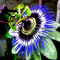 Blue Passion Flower Seeds - Climber Vine - Passiflora caerulea - Attracts Hummingbirds & Butterflies