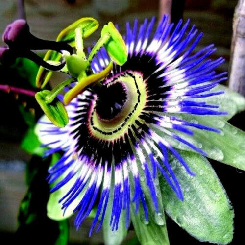 Blue Passion Flower Seeds - Climber Vine - Passiflora caerulea - Attracts Hummingbirds & Butterflies