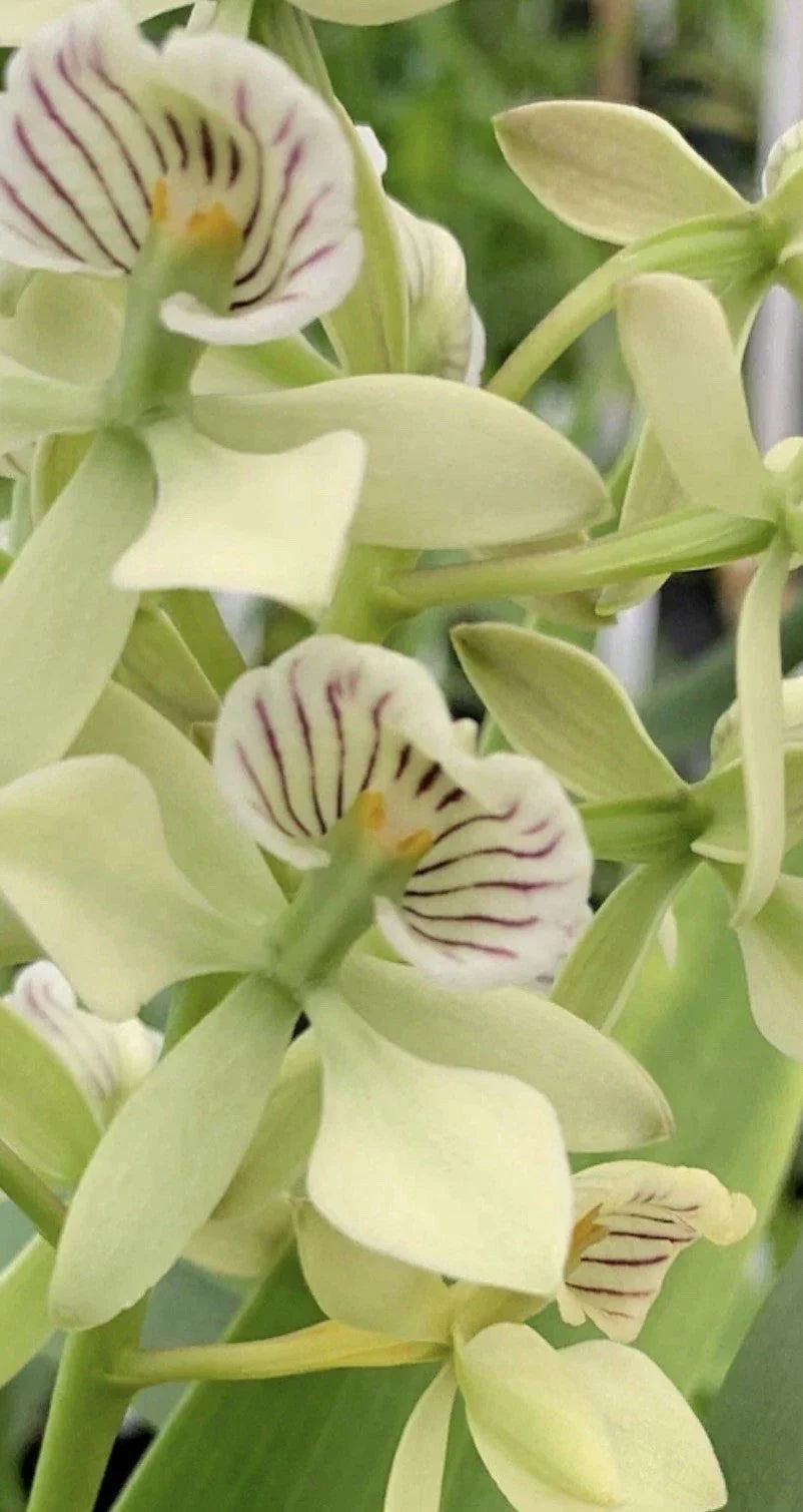 Encyclia Radiata Orchid Plant 4" Pot | Fragrant Flowering Orchid | Tropical Houseplant