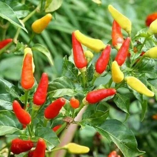 Tabasco Pepper Seeds | Heirloom Non-GMO | Hot Pepper Variety | Capsicum frutescens