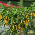 25+ Hot Lemon Zest Pepper Seeds - Kitchen Minis - Capsicum Annuum - Garden Planting - USA - Free Shipping