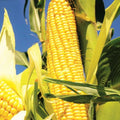 Early Sunglow Sweet Corn Seeds - Fast Growing SU Sugary Hybrid - Perfect for 2025 Planting, Zea mays
