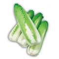 Green Rocket Cabbage Seeds - 30 Edible Seeds - Chinese Cabbage - Brassica rapa - Ships from Iowa