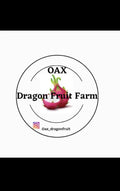 Mature Dragon Fruit Cuttings - Lake Atitlan Variety - Hylocereus undatus