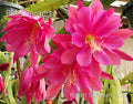 Epiphyllum 'Blue Paradise' Unrooted Cutting - Rare Orchid Cactus - Unique Colorful Houseplant Cutting