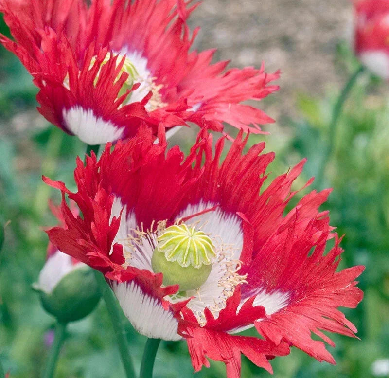 Danish Flag Poppy Seeds - 200+ Pack for Garden Planting - Papaver Rhoeas - Perfect for USA Gardens