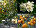Tejocote Seeds - 7+ Seeds Little Apple Hawthorn Berry - Crataegus mexicana