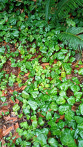 English Ivy Live Bare Root Plants 50+ Segments 1 lb Helix Hedera for Indoor and Outdoor Gardening