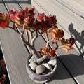 RARE RED AKAI Jade Succulent 8-10” Bare Rooted Crassula Ovata Bonsai Tree