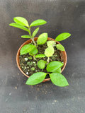 Hoya Picta Rooted Plant 2.5" Pot Houseplant Indoor Foliage