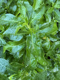 Sissoo Spinach Cuttings - 5 Freshly Cut Unrooted Cuttings 5-6 Inches - Brazilian Variety (Sambucus)