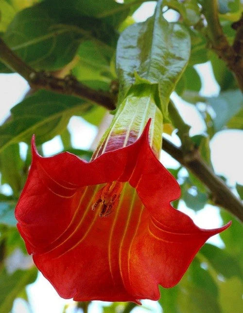 Red Angel Trumpet Seeds - 10 Pack - Fragrant Shrub Flowers - Brugmansia spp. - US Seller