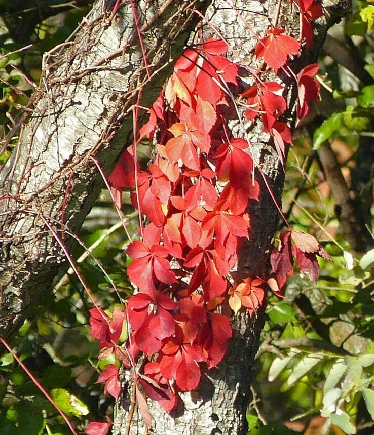 Virginia Creeper Plants - 5 Live Rooted Cuttings - Hardy Ground Cover Vines - Parthenocissus quinquefolia