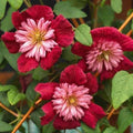 Double Red Clematis Seeds - 25 Large Bloom Climbing Perennial Garden Flower - Clematis 'Jackmanii'