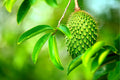 Soursop Fruit Tree Seeds - 6 Seeds - Annona muricata - Ideal for Planting, Tropical Fruit, Home Garden
