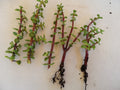 Lot of 7 Portulacaria afra Plants + 2 Rooted + 5 Cuttings + Spekboom Succulents - Varied Lengths - Ideal for Home Decor