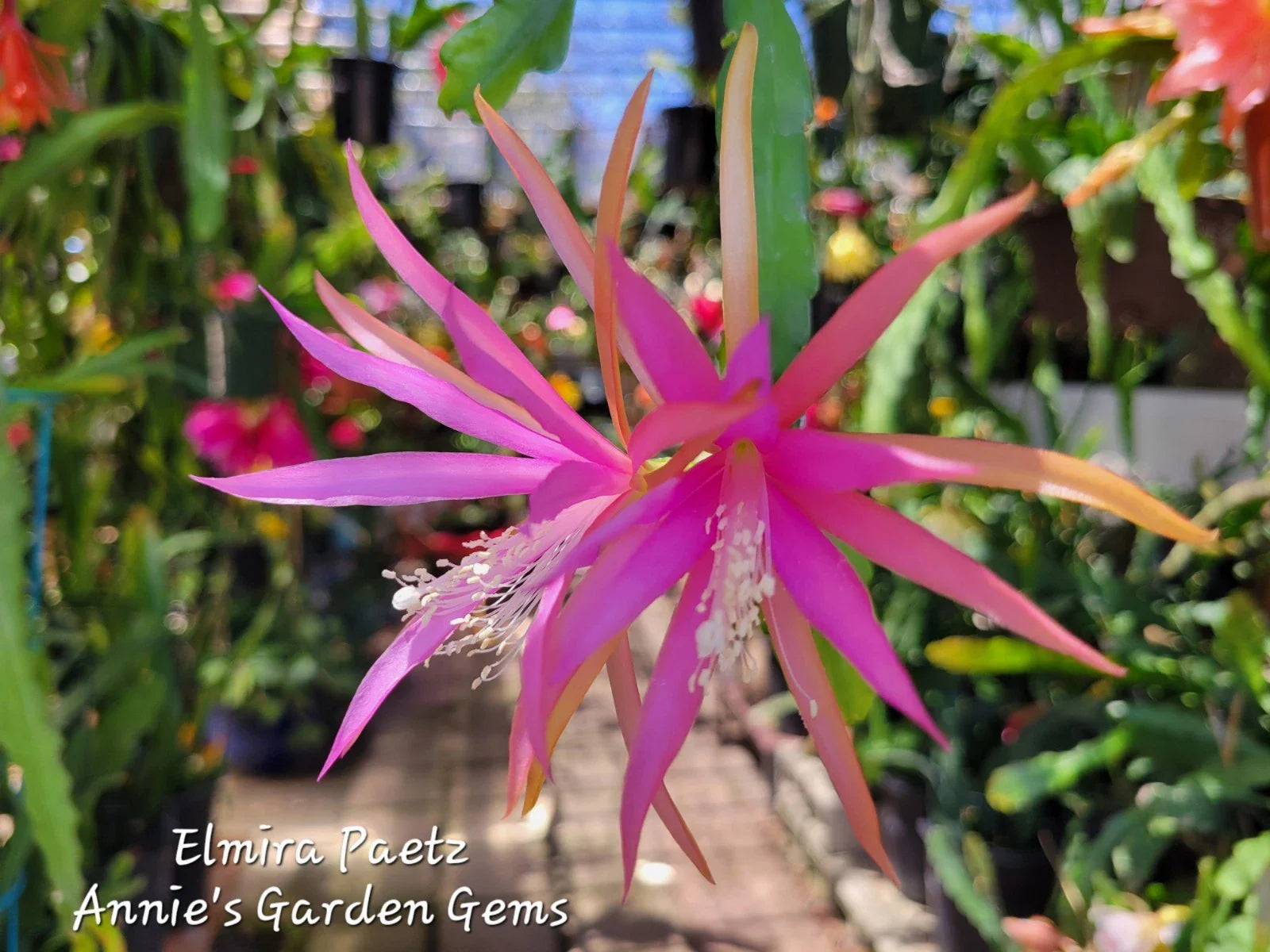 Epiphyllum Cuttings 8-10 inches Elmira Paetz Unrooted - Small Flowers - Unique Succulent Variety