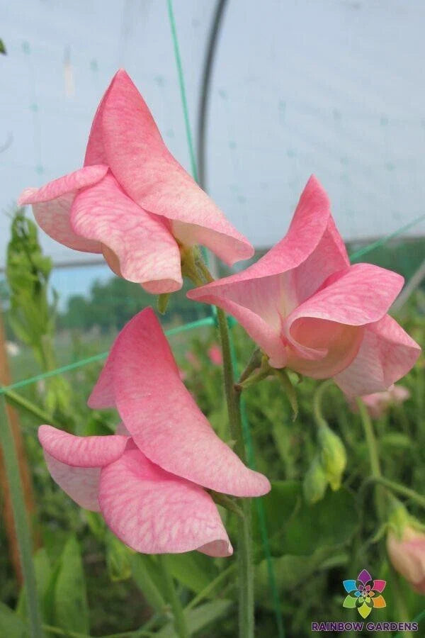 Emily Sweet Pea Seeds - 50+ Premium Garden Seeds for Planting - Lathyrus odoratus - USA Grown - Free Shipping