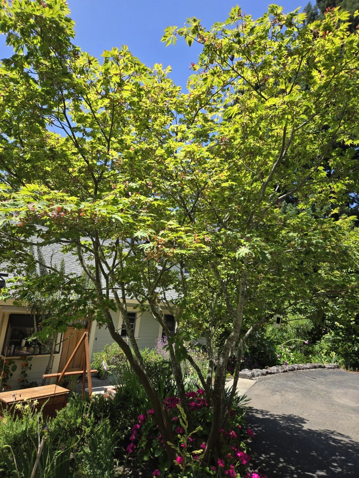 Japanese Maple Seeds - Dancing Peacock Variety - Acer japonicum - 10 Fresh Seeds for Planting