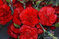 Grenadin Red Carnation Seeds - 200+ Pack for Garden Planting - Dianthus caryophyllus - USA Grown, Free Shipping