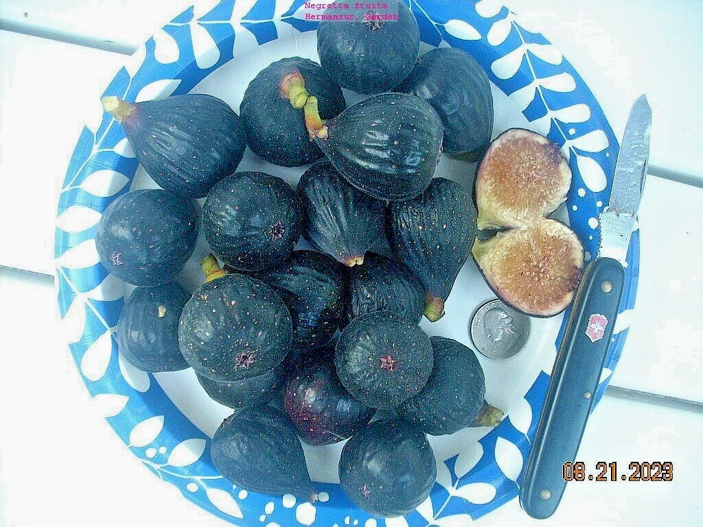 Fig Tree Cuttings, 7 Pieces, Negretta Variety, Hardy Rock Fig, Productive Plant, Ficus carica