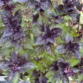 Corsican Basil Seeds - 100-1000 Count - Garnish, Microgreens, Ornamental - Ocimum basilicum var. minimum