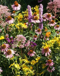 Native Flower Mix for Monarch Butterflies - Non-GMO Milkweed Seeds - 1000 Count - USA Grown Wildflower Seeds