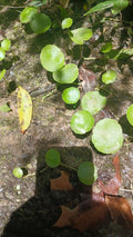 Whorled Pennywort Plant - Rare Aquatic Species - Hydrocotyle verticillata - Native Southern Alabama Water Garden Beauty