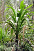 30 Forest Cabbage Palm Tree Seeds - Cordyline banksii - Ideal for Planting, Tropical Landscape, Hardy, Fast-Growing
