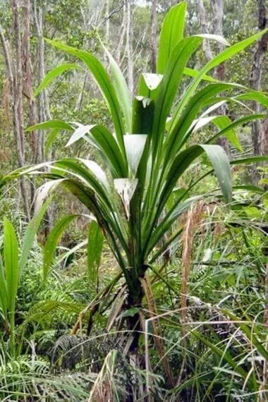 30 Forest Cabbage Palm Tree Seeds - Cordyline banksii - Ideal for Planting, Tropical Landscape, Hardy, Fast-Growing